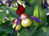 fleur_php.png