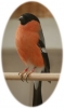 l1.jpg