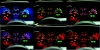 mustang10.jpg