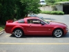 mustang3.JPG