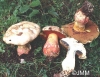 boletus_satanas.jpg