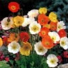 papaver_nudicaule_ou_pavot_d_Islande.jpg